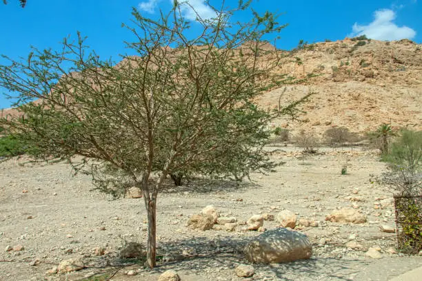 Hidden among the rocks at the Dead Sea, Ein Gedi Reserve, is like the Garden of Eden, in this desert area
