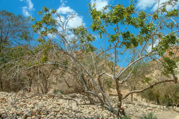 Hidden among the rocks at the Dead Sea, Ein Gedi Reserve, is like the Garden of Eden, in this desert area