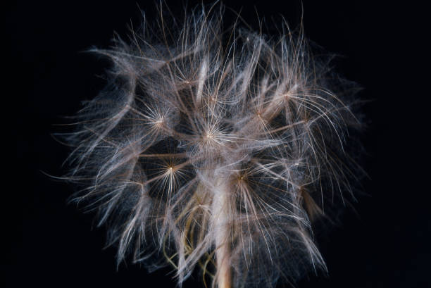 istock dandelion fluffy closeup black background 810615932