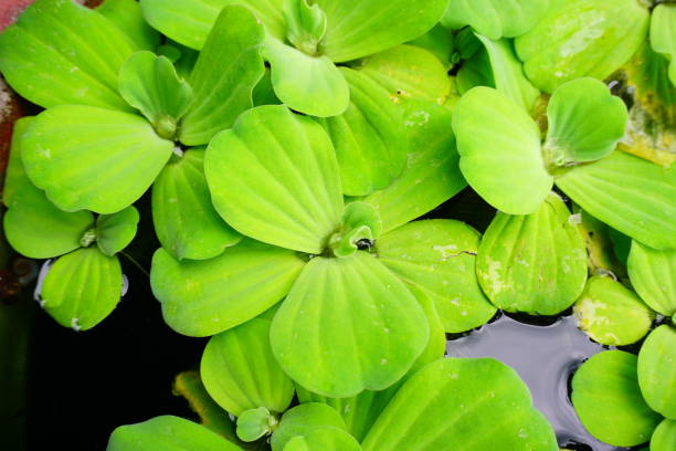 istock Green Water Lettuce Aquatic Plant 810641720