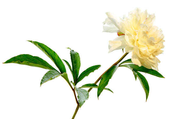 istock white peony flower isolated on white background 810651478