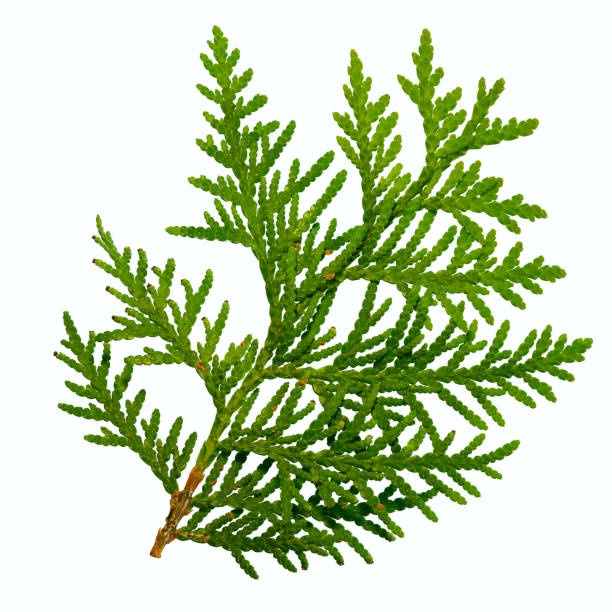 흰색 배경에 고립 thuja 지점 - eastern arborvitae 뉴스 사진 이미지