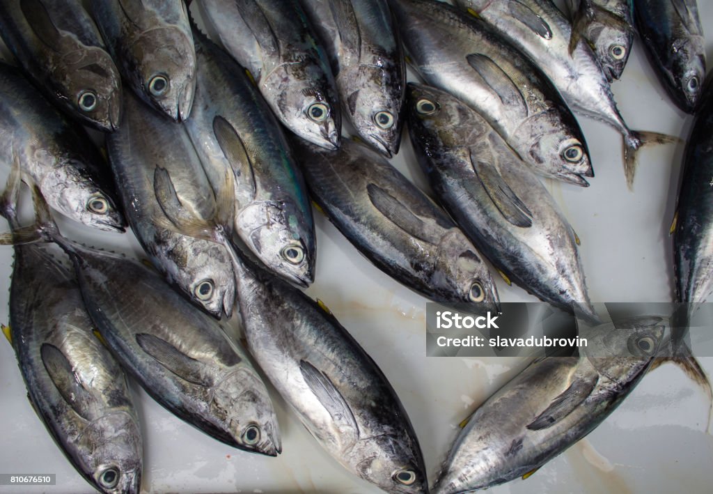 ปลาเมืองร้อนสดในตลาด พวงปลาทะเลสีเทาและสีเงิน - ไม่มีค่าลิขสิทธิ์ กลุ่ม - คำอธิบาย ภาพสต็อก
