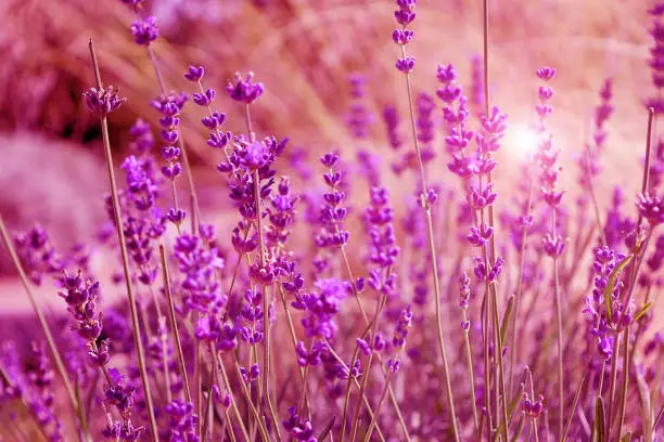 Purple field flowers background. Tender lavender flowers at sunset.