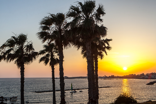 Palm trees on coean shore at tropic sunset