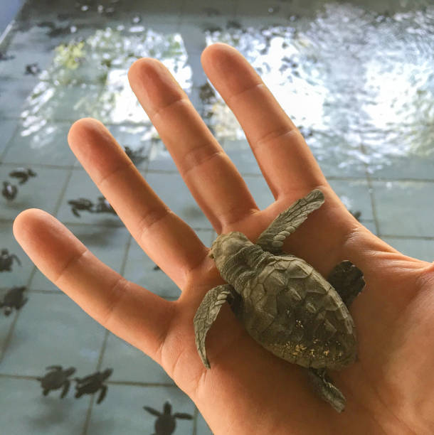 Shown here is a young girl holding a painted turtle on the back of her hand.