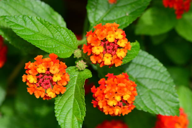 istock Lantana / Shrub verbena 810705462