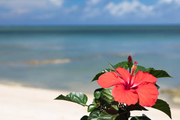 istock Hibiscus flowers and blue sea 810710942