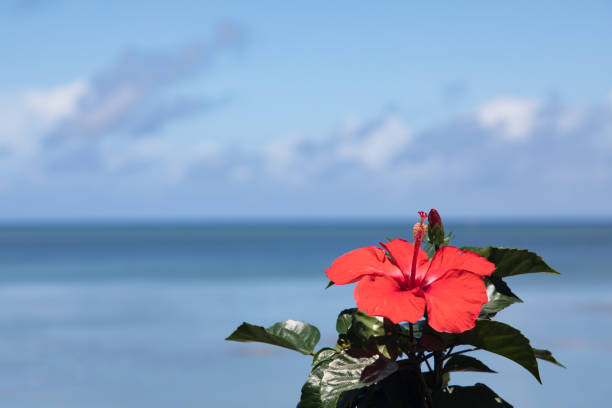 istock Hibiscus flowers and blue sea 810710958