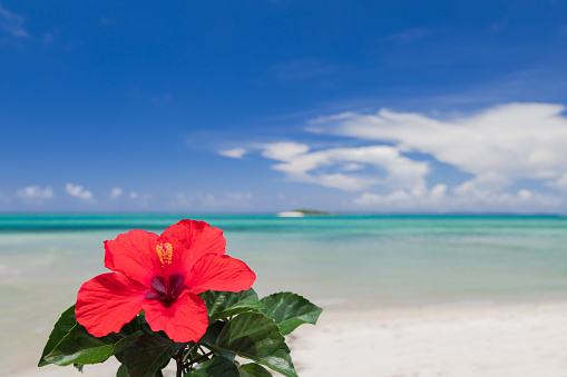 Red hibiscus flower 　Blue sea and sky 　Midsummer Okinawa image