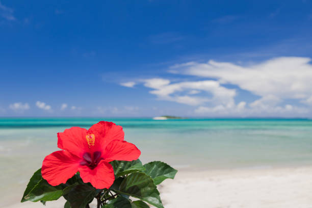 Hibiscus flowers and blue sea Red hibiscus flower Blue sea and sky Midsummer Okinawa image sea hibiscus stock pictures, royalty-free photos & images