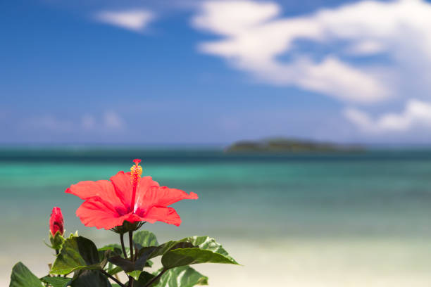 istock Hibiscus flowers and blue sea 810710984