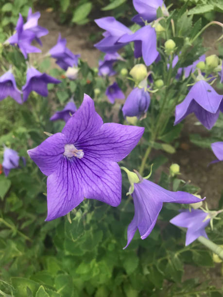 istock blue bell blossomed in the garden 810714946