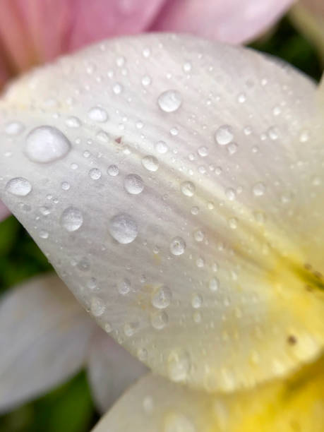 istock Delicate lily flower in the garden 810718540