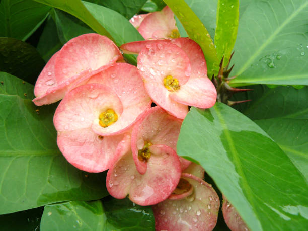 istock water drops on Christ Thorn 810721372