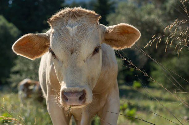 istock Cow muzzle on a meadow in close up picture 810726284