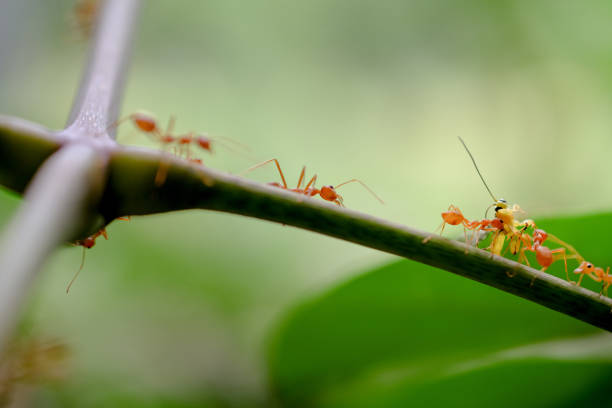 istock ant wildlife on nature background . 810726834