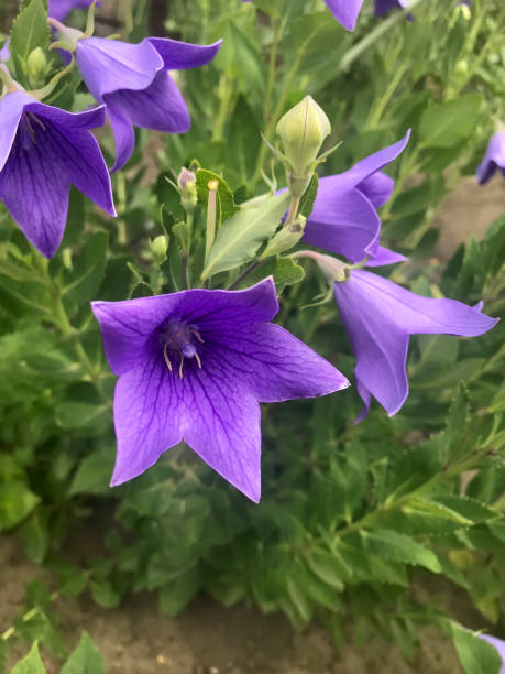 istock blue bell blossomed in the garden 810733440