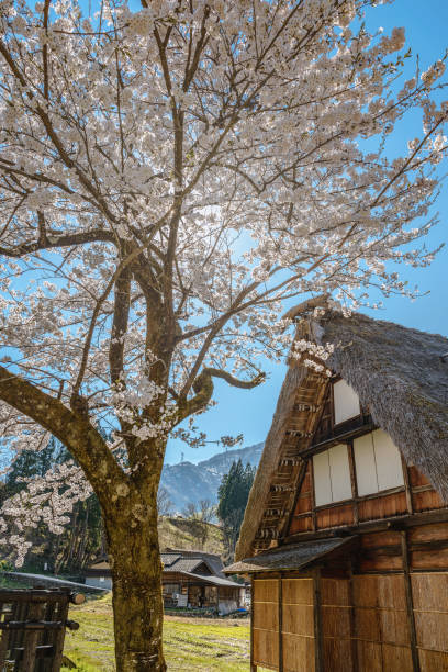 istock World Heritage site Suganuma (Gokayama) mountain village 810737928