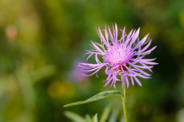 istock Centaurea Phrygia L. Subspecies Pseudophrygia 810747082