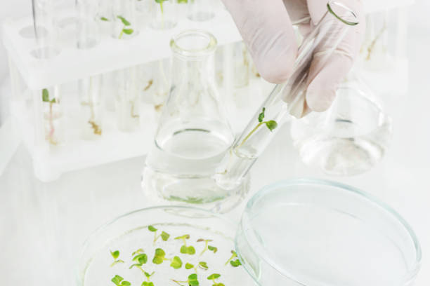 istock Cloned plant in the laboratory 810752992