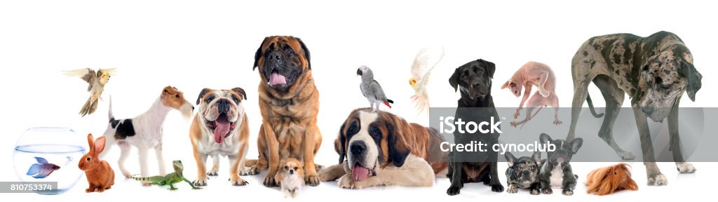 group of pet group of pet in front of white background Pets Stock Photo