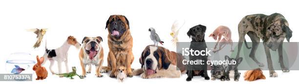 Group Of Pet Stock Photo - Download Image Now - Pets, Group Of Animals, Animal