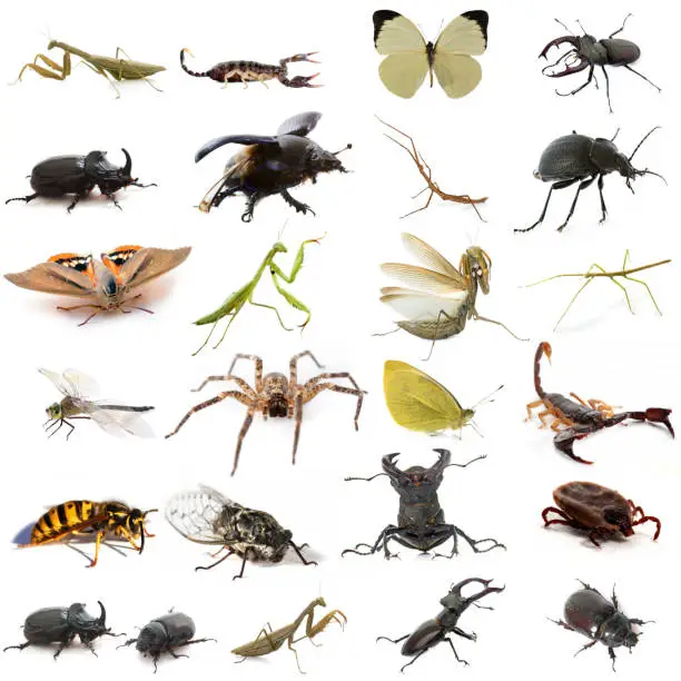 Photo of group of european insects