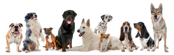 istock group of dogs 810753634