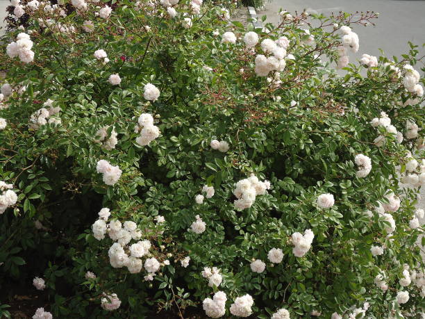 istock Lush creamy white (ivory) rose bush along a road. 810757438