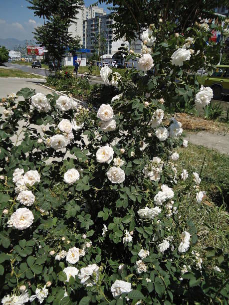 istock White rose bush along a path on the avenue. 810757480