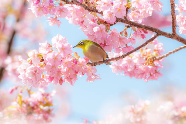 Japanese white-eye, also known as the mejiro