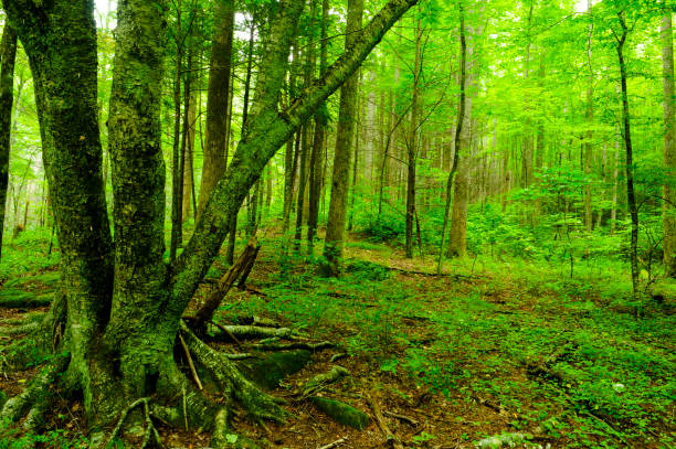 Forest in the Great Smoky Mountain National Park