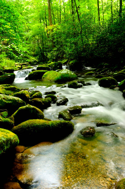 istock Creek in Great Smoky Mountains National Park 810778400