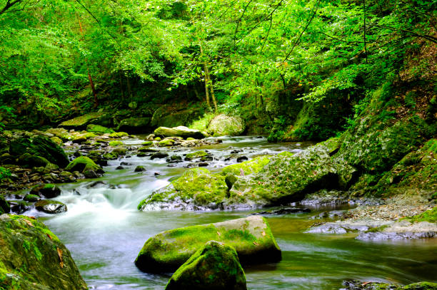 istock River in Great Smoky Mountain National Park 810778438