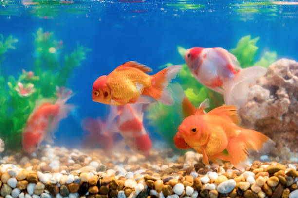 2,700+ Fish Bowl Decorations Stock Photos, Pictures & Royalty-Free