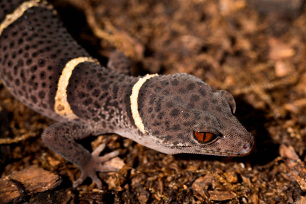 istock Chinese cave gecko - Goniurosarus hainamensis 810782664