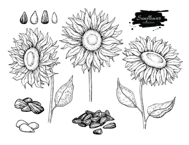 ilustrações de stock, clip art, desenhos animados e ícones de sunflower seed and flower vector drawing set. hand drawn isolated illustration. food ingredient sketch. - semente ilustrações