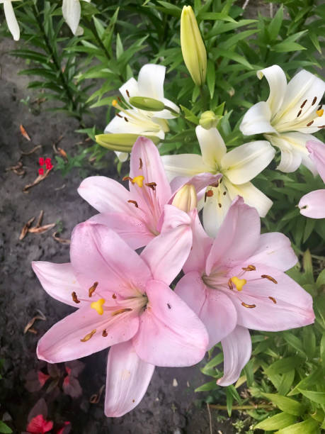 istock Delicate lily flower in the garden 810794396