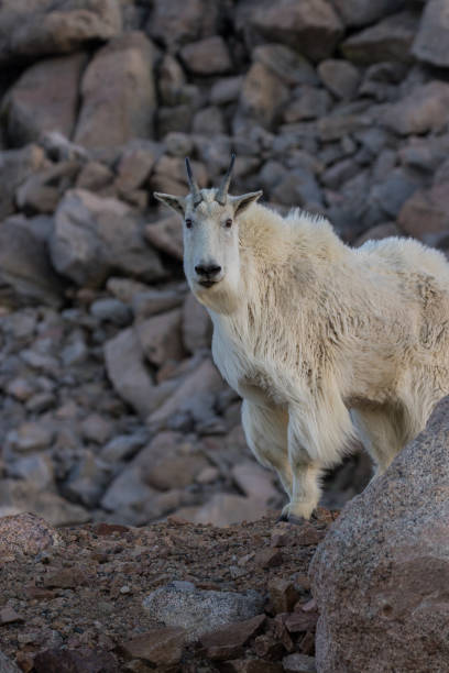 istock Mountain Goat in ht eHigh Country 810795066