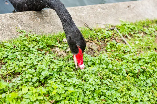 One black swan with red beak swimming in lake in park during summer eating grass