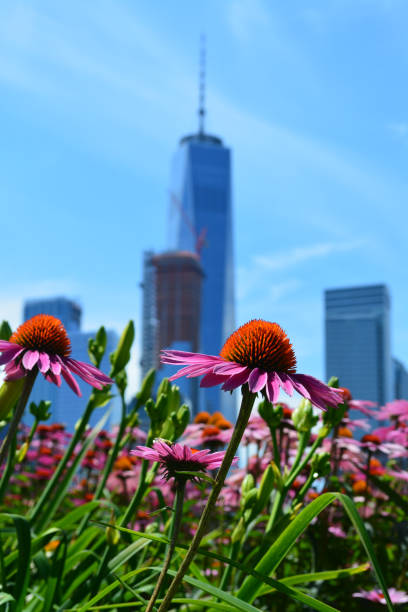 istock New York City 810798748