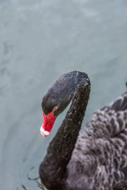 One black swan with red beak swimming in lake in park during summer