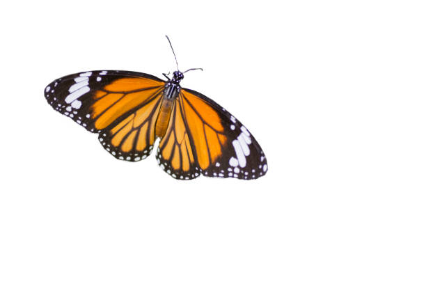 istock Common Tiger butterfly  ,isolated on white background 810817120