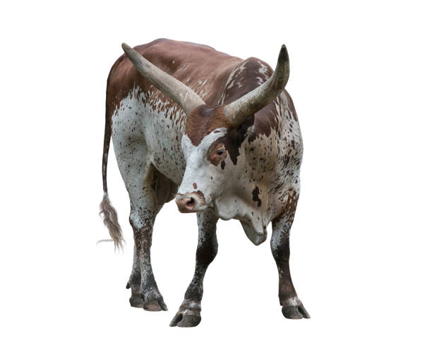 istock Brown and white longhorn steer 810819854