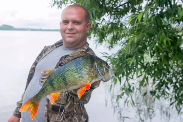 A fisherman holds fish.Caught a big perch.