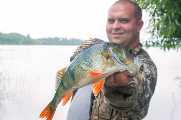 istock A fisherman holds fish.Caught a big perch. 810824586