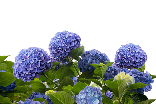 blue hydrangea flowers isolated on white background