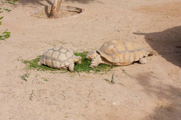 istock Turtles Sunning photo 810847278