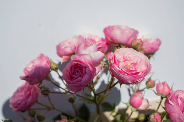 Beautiful roses with a white background